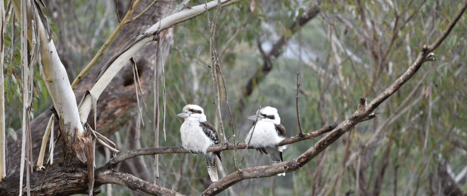 About Kuring-gai Landscapes